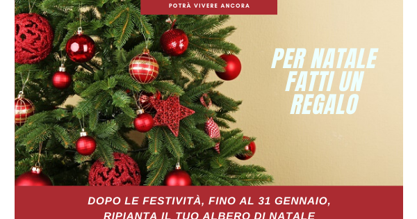 Immagini Abete Di Natale.Arriva A Cesena L Oasi Di Babbo Natale Dove Poter Ripiantare Gli Abeti Di Natale Cesena Home Corriere Cesenate