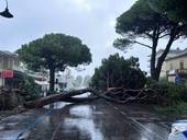 Un altro pino crollato a Cesenatico