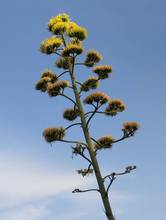 agave fiorita parco L'infinito a Badia di Longiano