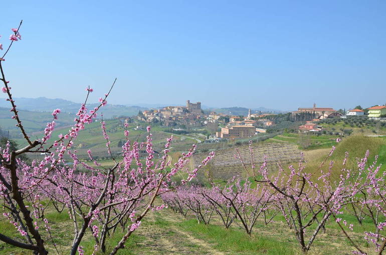 Longiano in fiore, foto Cristiano Riciputi