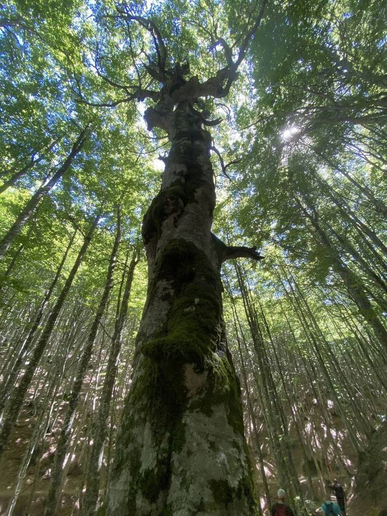 La foto è stata scattata ieri nei pressi del rifugio Giuseppe, sul monte Fumaiolo